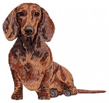 Dachshund - DD35