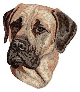 English Mastiff - DD39