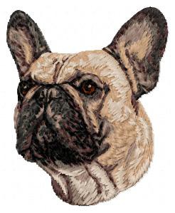 French Bulldog - DD41