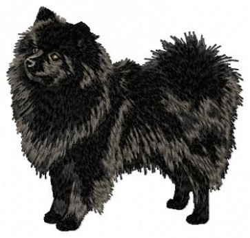 German Spitz - DD45