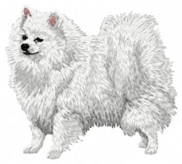 German Spitz -DD46