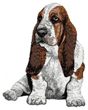 Basset Hound - DD4