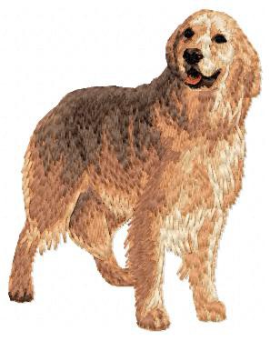 Golden Retriever - DD50