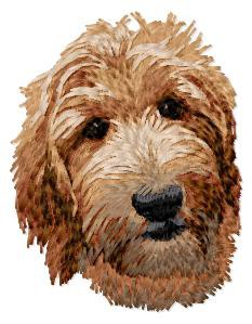 Goldendoodle - DD52