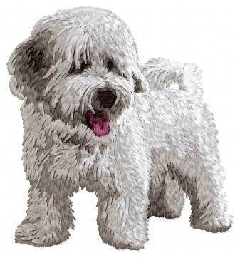 Bichon Havanese - DD54