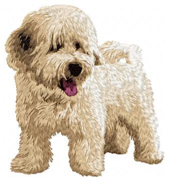 Bichon Havanese - DD55