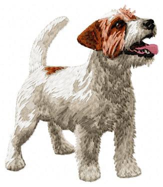Jack Russell Terrier - DD57