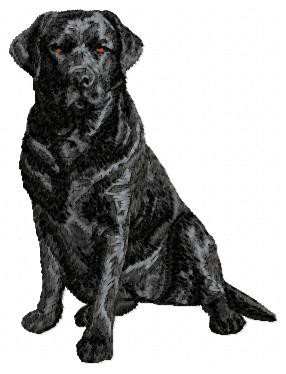 Labrador Retriever - DD61