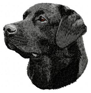 Labrador Retriever - DD63