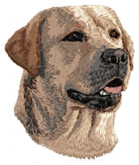 Labrador Retriever - DD64