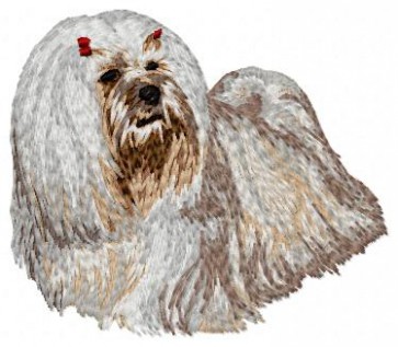 Lhasa Apso - DD67