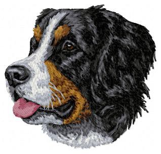 Bernese Mountain Dog - DD6