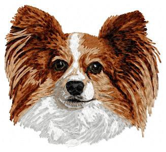 Papillon - DD71