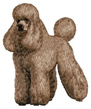 Poodle - DD79