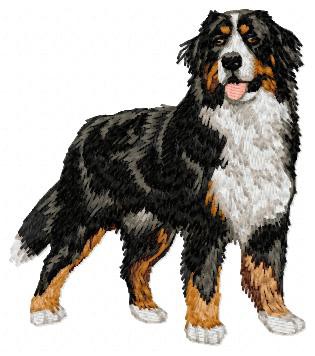 Bernese Mountain Dog - DD7