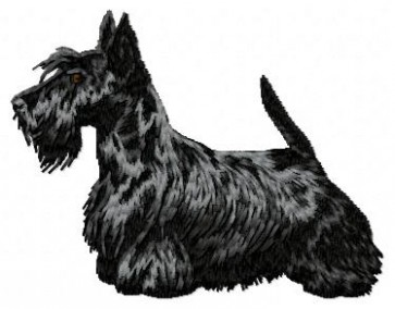 Scottish Terrier - DD85