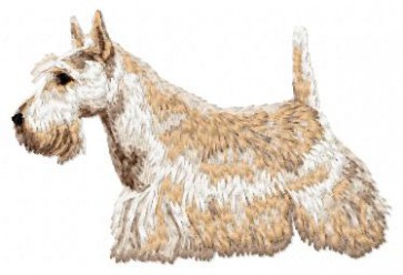 Scottish Terrier - DD86