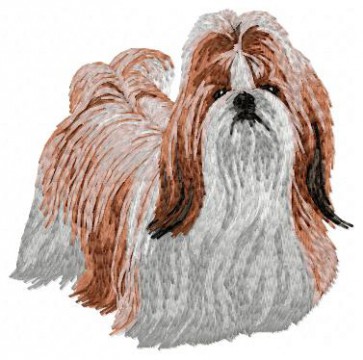 Shih-Tzu - DD89