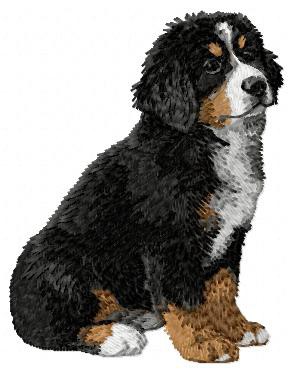 Bernese Mountain Dog - DD8