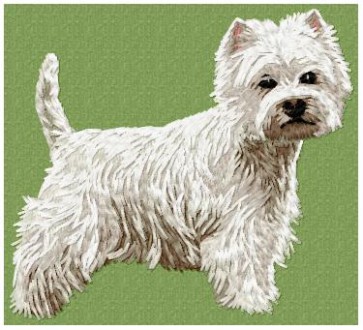 West Highland White Terrier - DD93