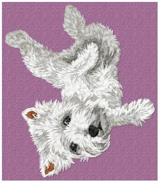 West Highland White Terrier - DD94
