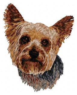 Yorkshire Terrier - DD96