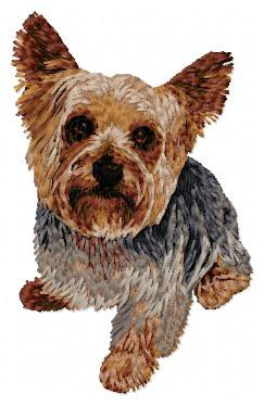 Yorkshire Terrier - DD97