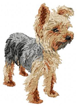 Yorkshire Terrier - DD98