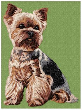 Yorkshire Terrier - DD99