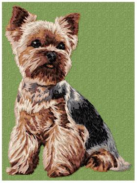 Yorkshire Terrier - DD99