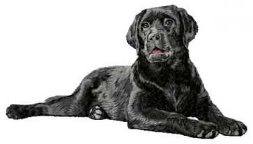 Labrador Retriever - LargeDD200