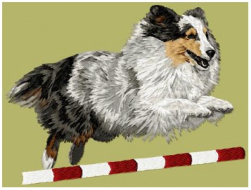 Shetland Sheepdog (Sheltie) - LargeDD204