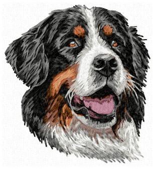 Bernese Mountain Dog - DD107