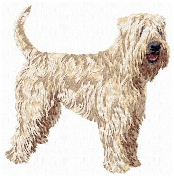 Irish Soft Coated Wheaten Terrier - DD104