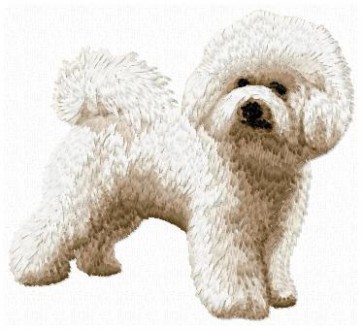 Bichon Bolognese - DD9