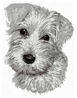 Miniature Schnauzer - DD111