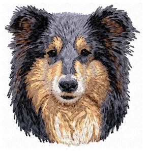 Shetland Sheepdog (Sheltie) - DD110