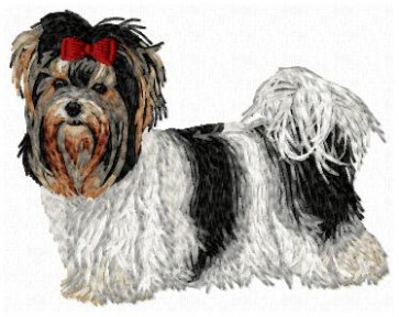 Biewer Yorkshire Terrier - DD109