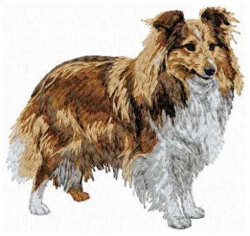 Shetland Sheepdog - DD143