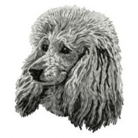 Poodle - DD126