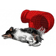 Border Collie - DD14