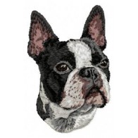 Boston Terrier - DD16