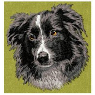 Border Collie -  DD172