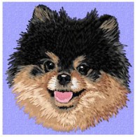Pomeranian - DD175