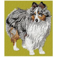 Shetland Sheepdog (Sheltie) - DD190