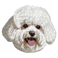 Bichon Frise - DD221