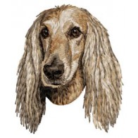 Afghan Hound - DD223