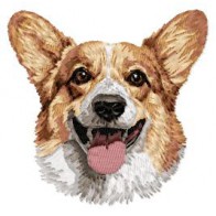 Pembroke Welsh Corgi - DD225