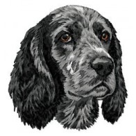 English Cocker Spaniel - DD229