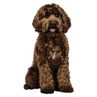 Labradoodle - DD230